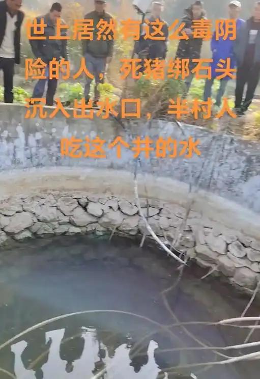 绑石头的死猪该井供给了一半村民的饮用水CQ9电子app广西村庄水井内发现被(图2)