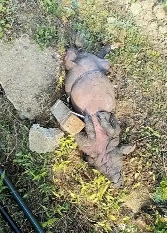 绑石头的死猪该井供给了一半村民的饮用水CQ9电子app广西村庄水井内发现被